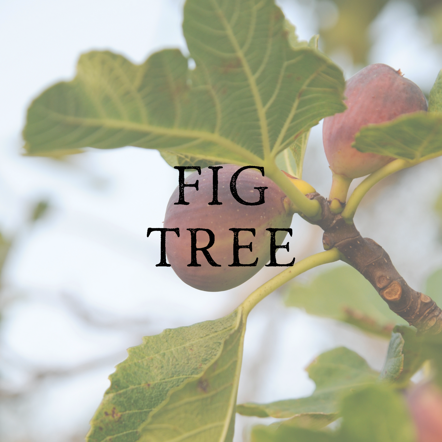 Fig Tree Candle