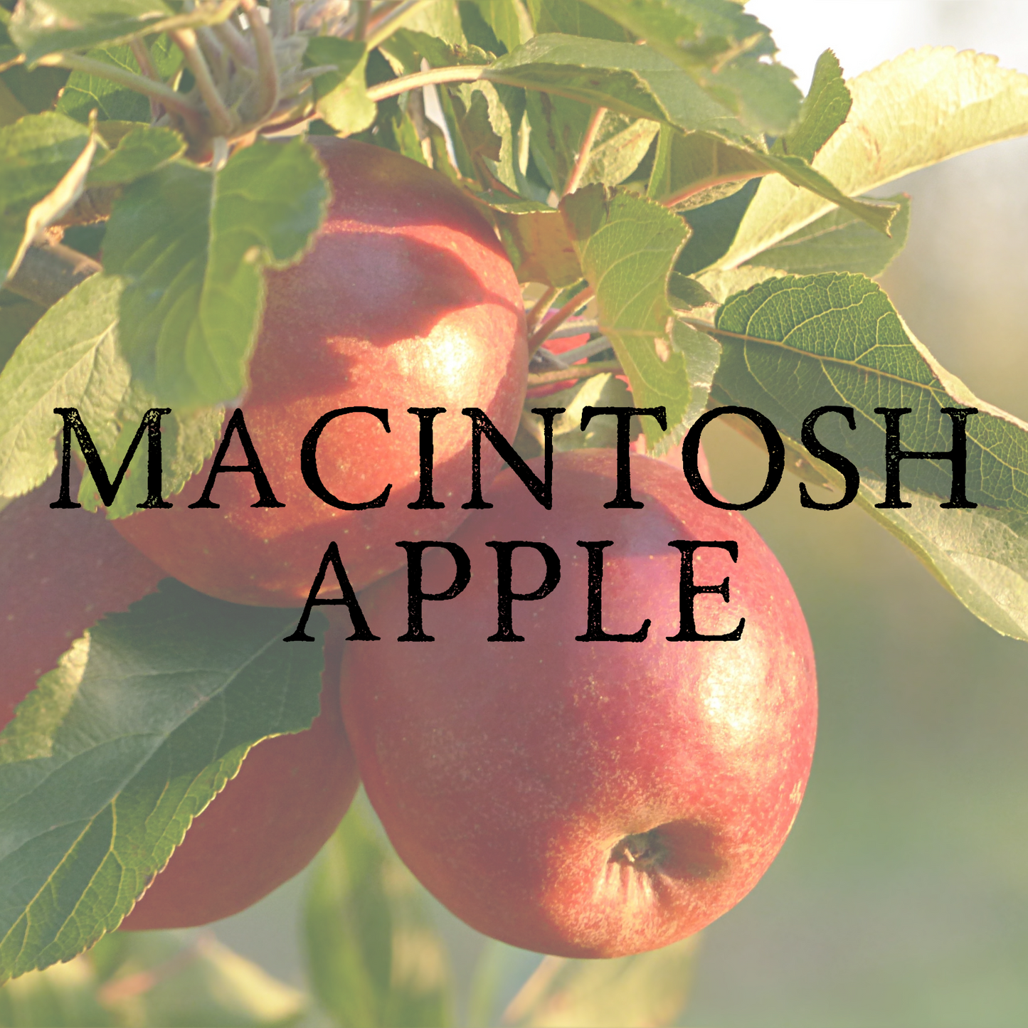 Macintosh Apple Candle